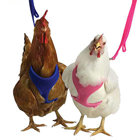 Valhoma Chicken Harness For Discount